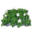 Bild von Impatiens P9 White